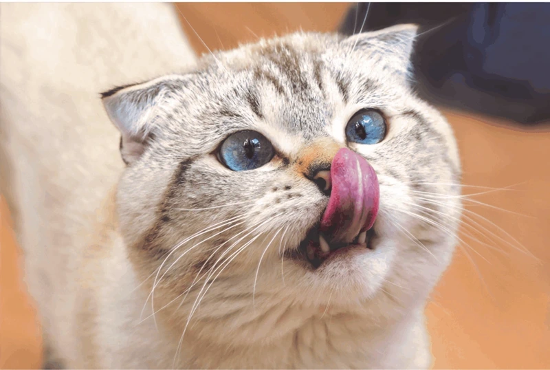mascota